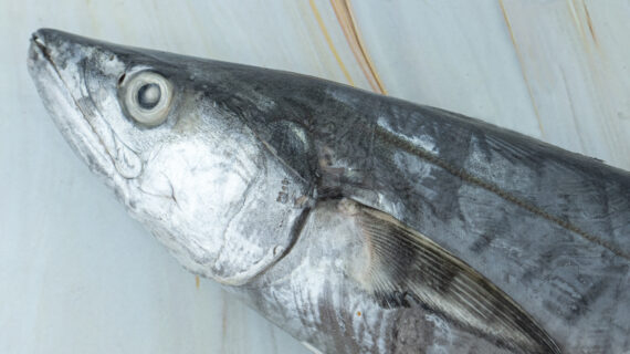 6 Manfaat Ikan Tenggiri yang Dapat Mencegah Berbagai Penyakit, Termasuk Kanker
